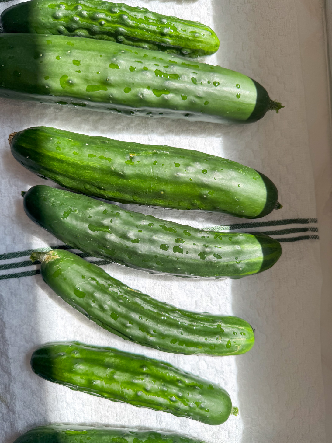 How to Make Fermented Pickles (No Vinegar!) for Gut Health - The Plant ...